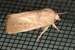 Leucania abdominalis