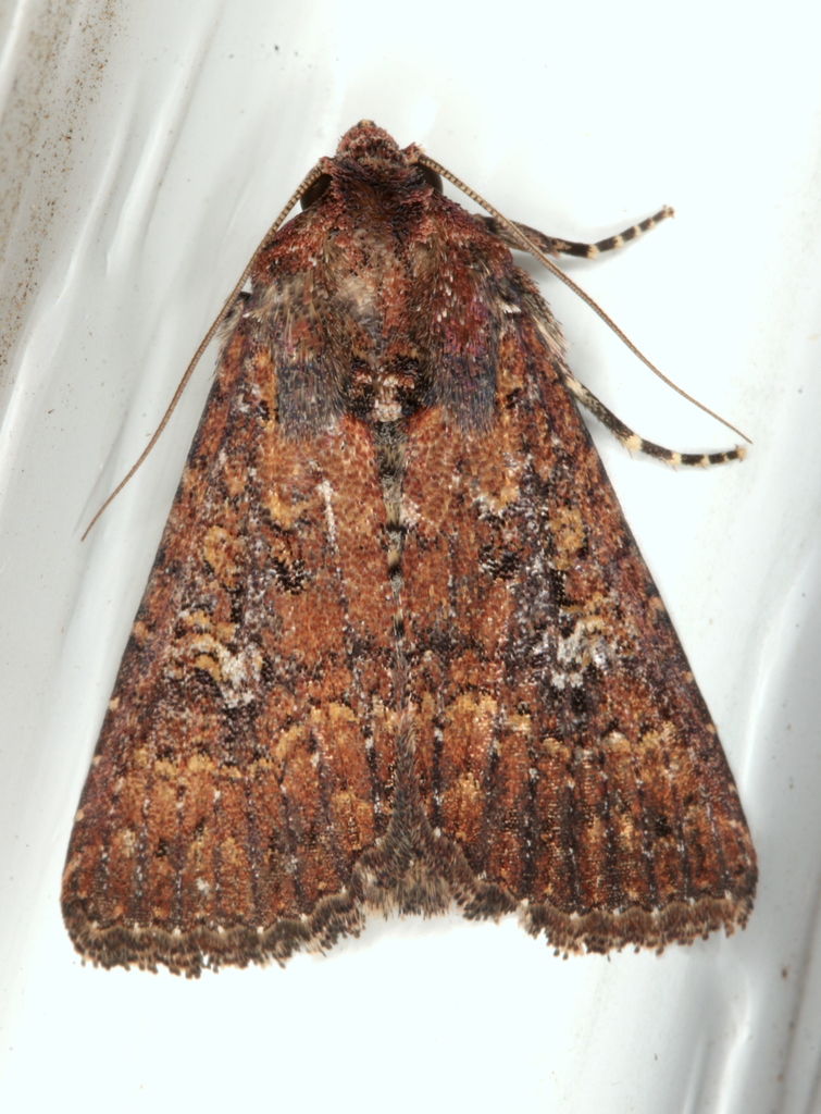 Condica illecta
