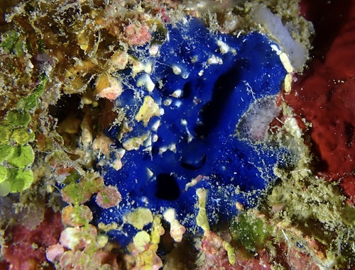 Éponge bleue