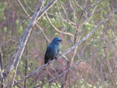 Cyanoloxia glaucocaerulea