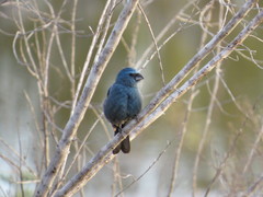 Cyanoloxia glaucocaerulea