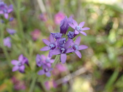 Gilia nevinii