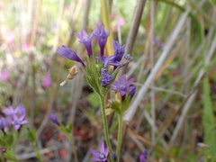 Gilia nevinii