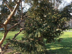 Taxus baccata