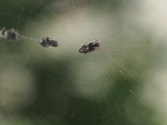Cyclosa argenteoalba