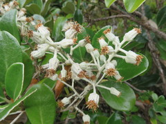Brachyglottis buchananii