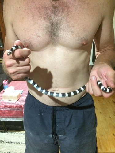 Eastern Bandy Bandy sighting