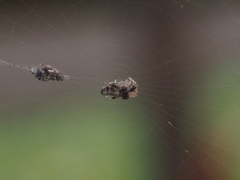 Cyclosa argenteoalba