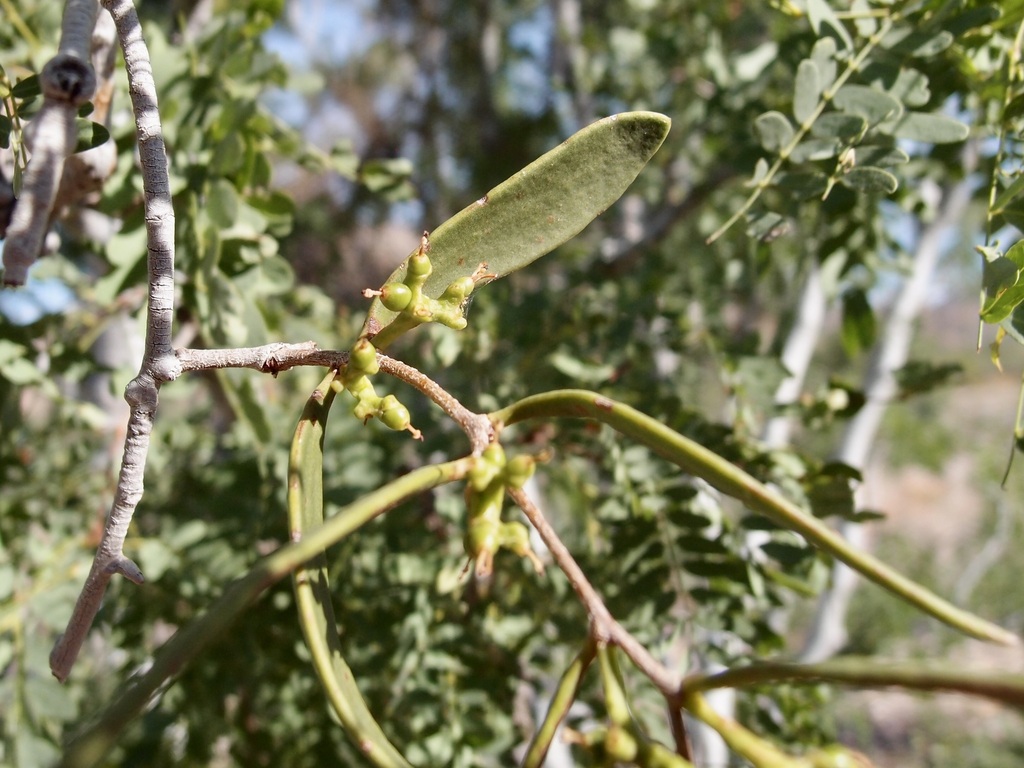 Struthanthus palmeri (Struthanthus palmeri)