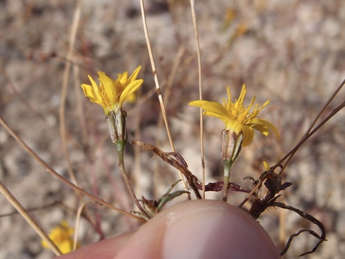 Image of Pectis rusbyi by (c) Sue Carnahan, some rights reserved (CC BY)