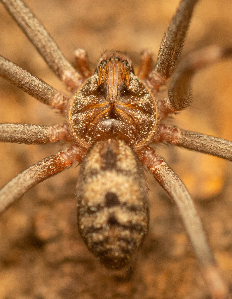 Parram's violin spider