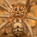 Parram's Violin Spider - Photo (c) Rudolph Steenkamp, some rights reserved (CC BY-NC), uploaded by Rudolph Steenkamp