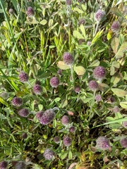 Trifolium albopurpureum