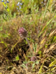 Trifolium albopurpureum