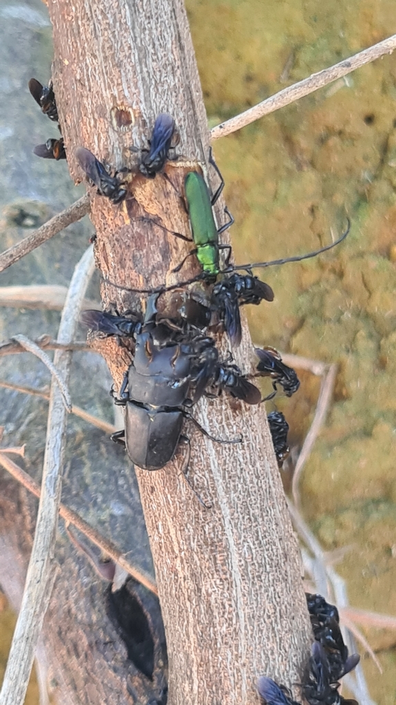 Leptinopterus melanarius