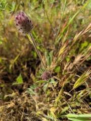 Trifolium albopurpureum