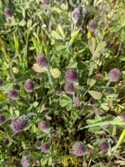Trifolium albopurpureum