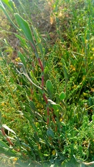 Limoniastrum monopetalum