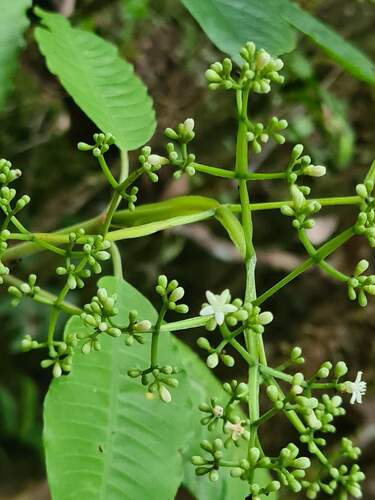 Psychotria baillonii observed 2023-11-25