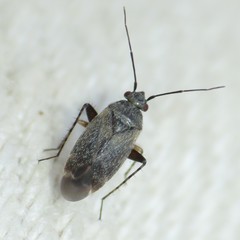 Europiella