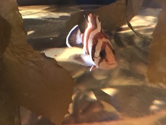 Sebastes rubrivinctus