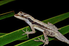 Ghost Anole photo 3