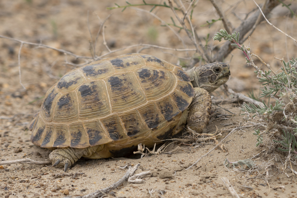 Afghan Tortoise in May 2023 by Pavel Shukov · iNaturalist