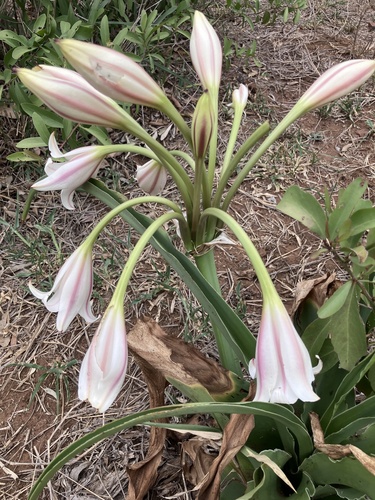 Pyjama lily (Crinum macowanii)