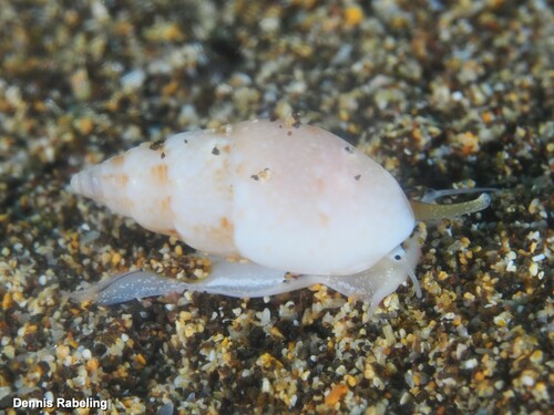 Representative image of Nassarius corniculum