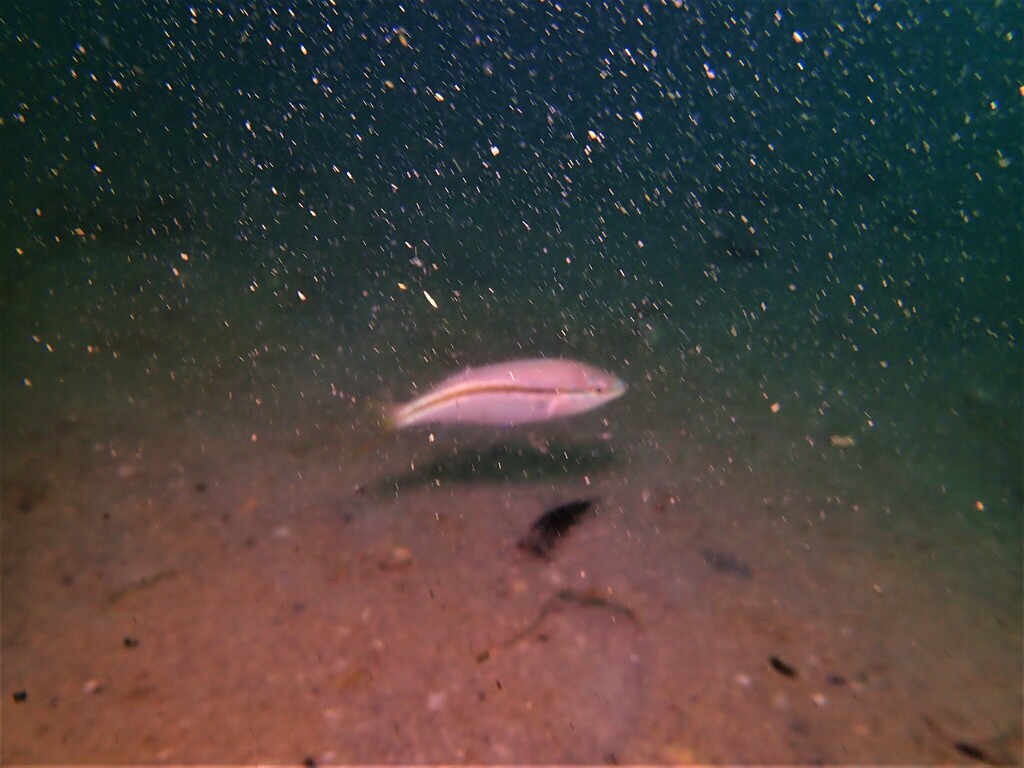 Western Butterfish from Ammo Jetty, Coogee Beach, WA, Australia on