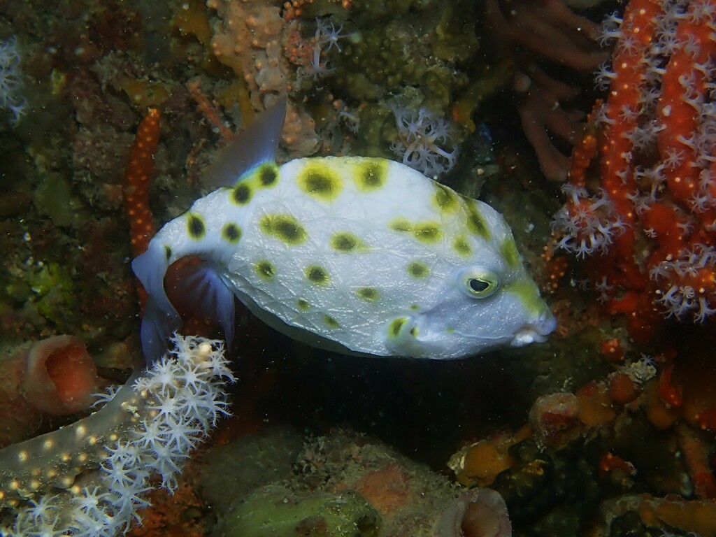 Western Smooth Boxfish from Ammo Jetty, Coogee Beach, WA, Australia on ...