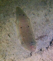 Spotfin Tongue Sole photo 2