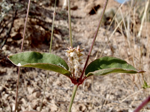 Image of Froelichia interrupta by (c) Sue Carnahan, some rights reserved (CC BY)