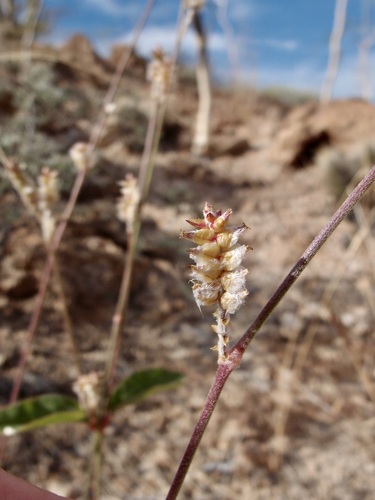 Image of Froelichia interrupta by (c) Sue Carnahan, some rights reserved (CC BY)