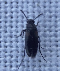 Anaspis fasciata
