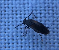 Anaspis fasciata