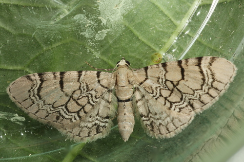 Netted Pug