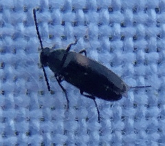 Anaspis fasciata