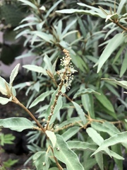 Croton scouleri