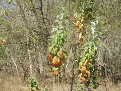 Croton sonorae