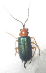 Spilocephalus intermedius