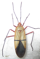 Dysdercus intermedius