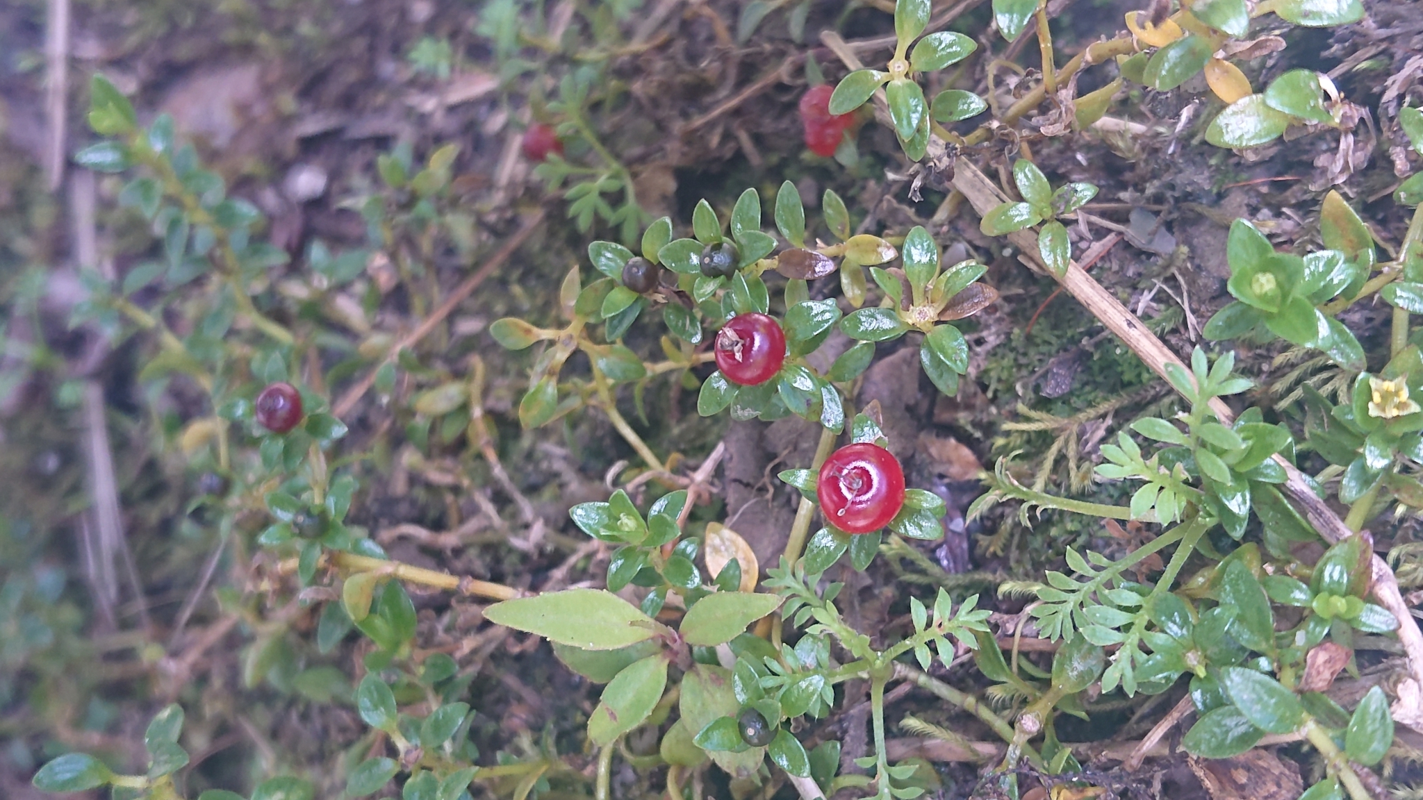 Nertera granadensis image