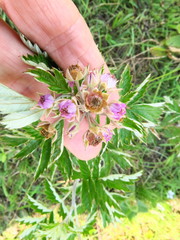 Rubus ludwigii