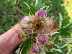 Rubus ludwigii