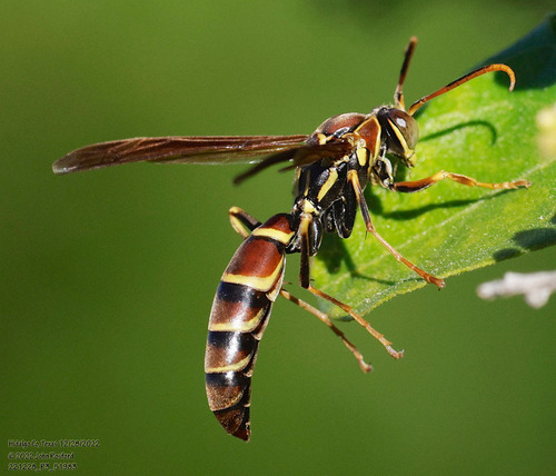 Unstable Paper Wasp photo 4