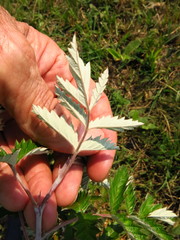 Rubus ludwigii