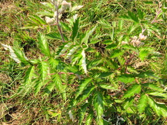 Rubus ludwigii