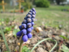Muscari armeniacum