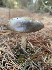 Amanita marmorata